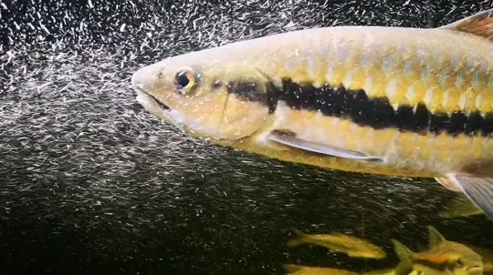 廣州水族館一線魅力