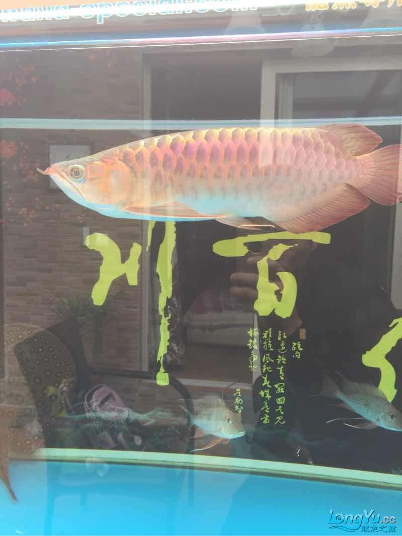 請(qǐng)大神們看看能不能大紅啊 朱巴利魚 第2張