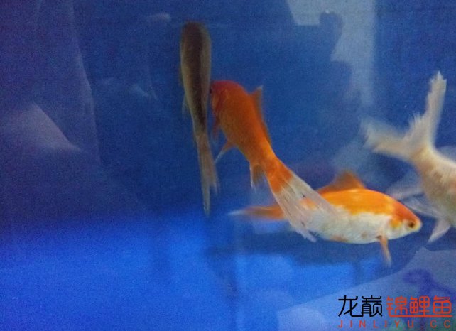 相約4周年+兒子的小禮物和我的小魚