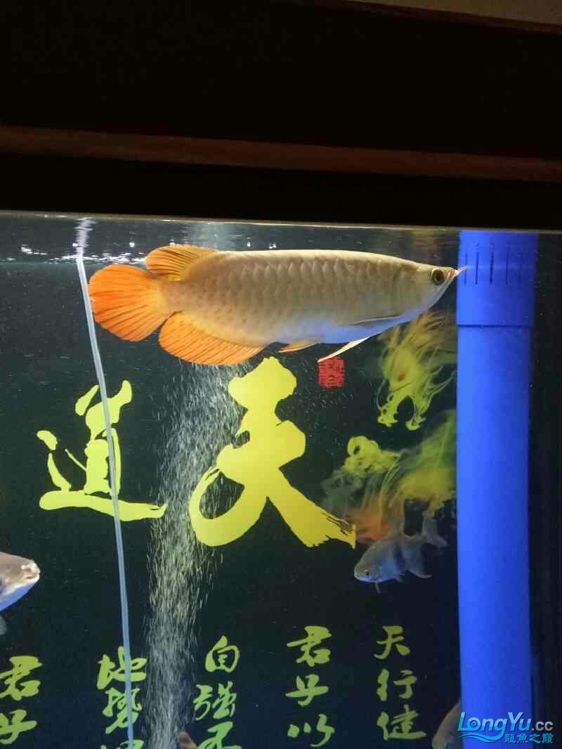 路過(guò)幫看下小龍是什么品質(zhì)養(yǎng)一個(gè)月了謝謝 羅漢魚批發(fā) 第6張