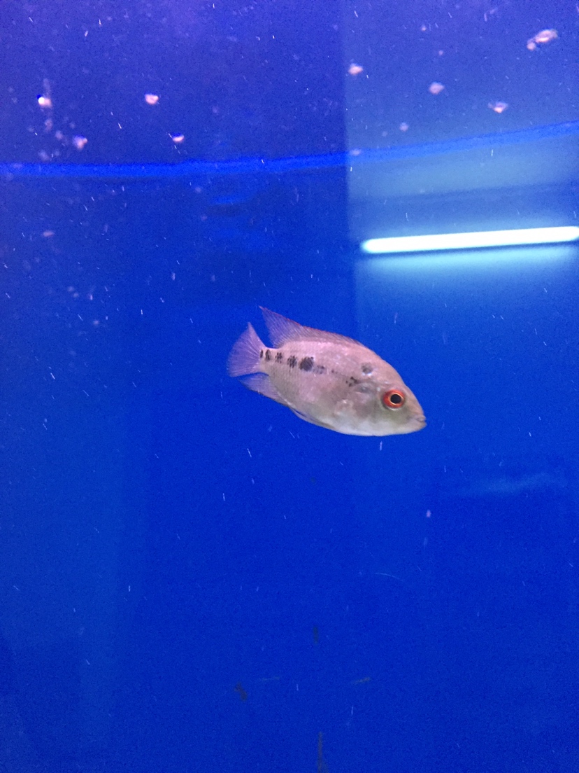 廣州水族館這魚會起頭嗎 黃鰭鯧魚 第1張