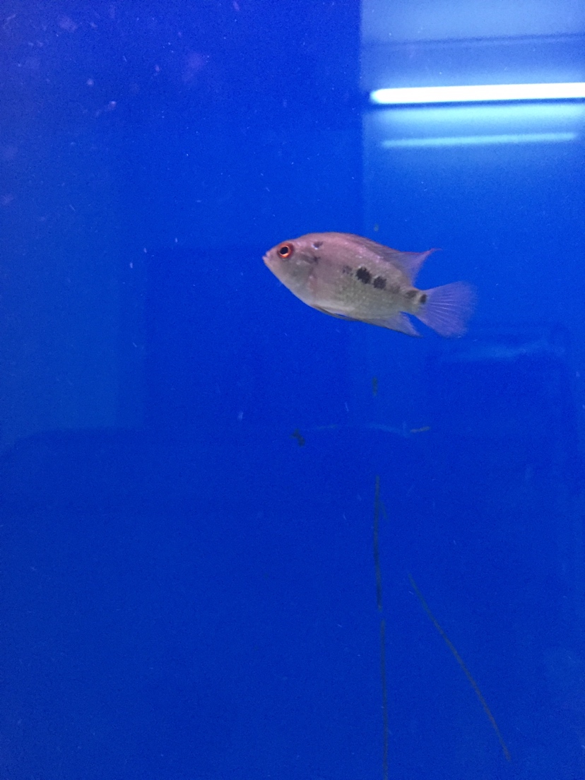 廣州水族館這魚會起頭嗎 黃鰭鯧魚 第2張