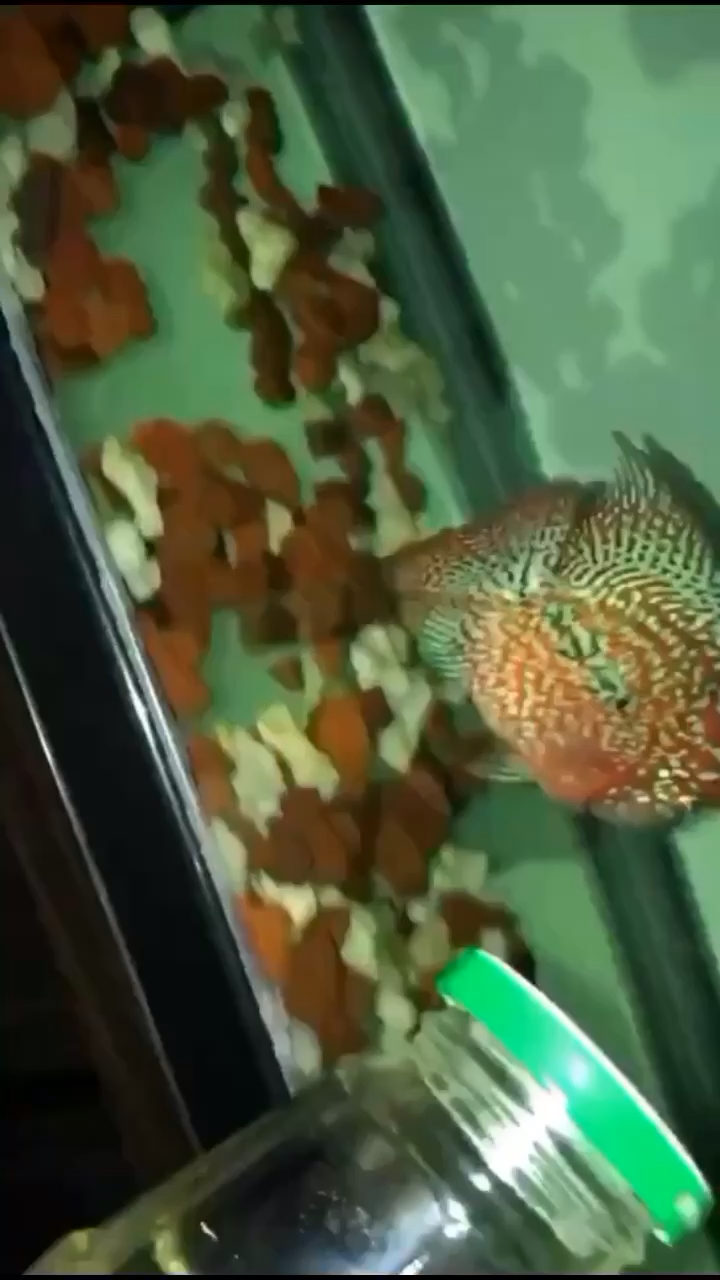 廣州水族館這魚值多少錢？ 黃鰭鯧魚 第1張