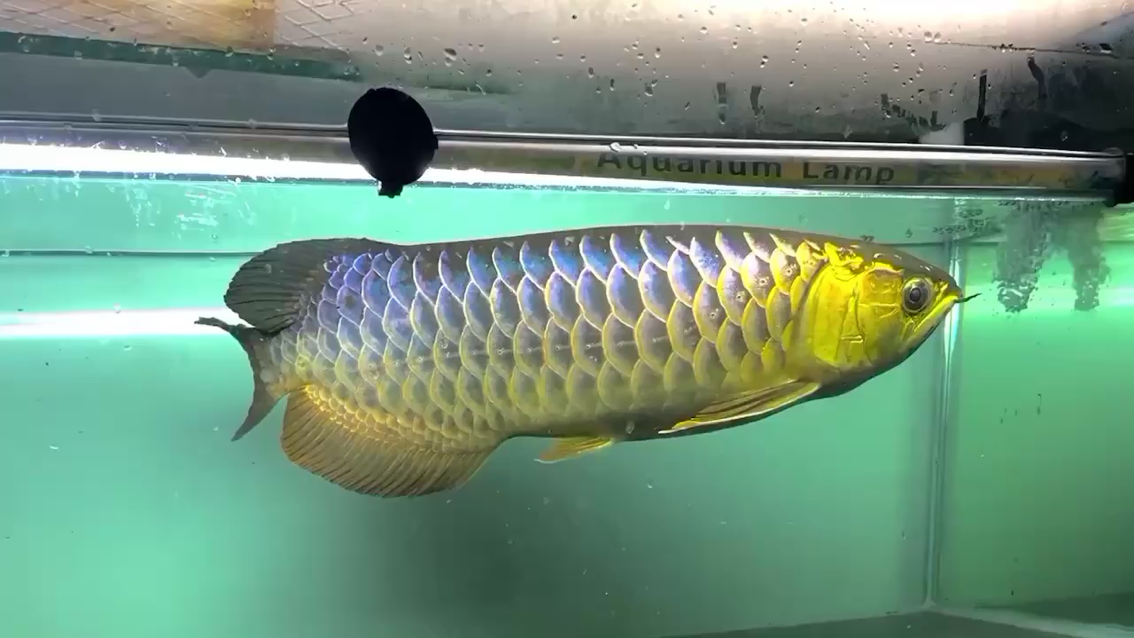 廣州水族館魚友說2800