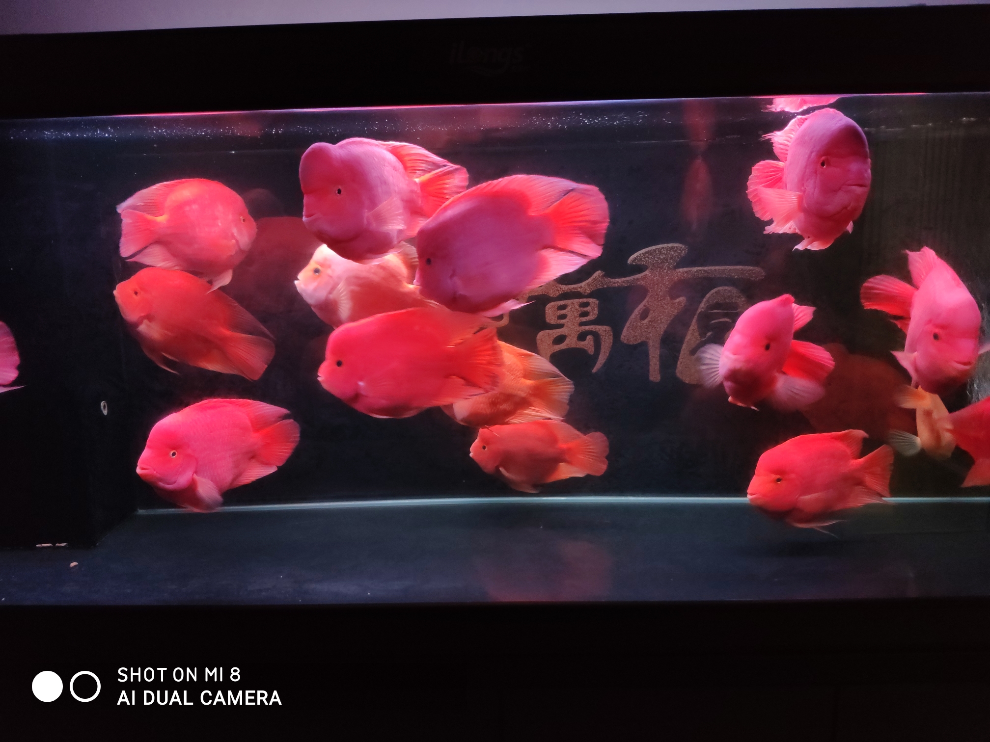 廣州水族館鸚鵡魚頭洞病和凸眼病 鸚鵡魚 第1張