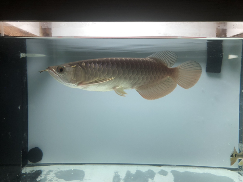 廣州水族館龍魚(yú)誤吞牙簽