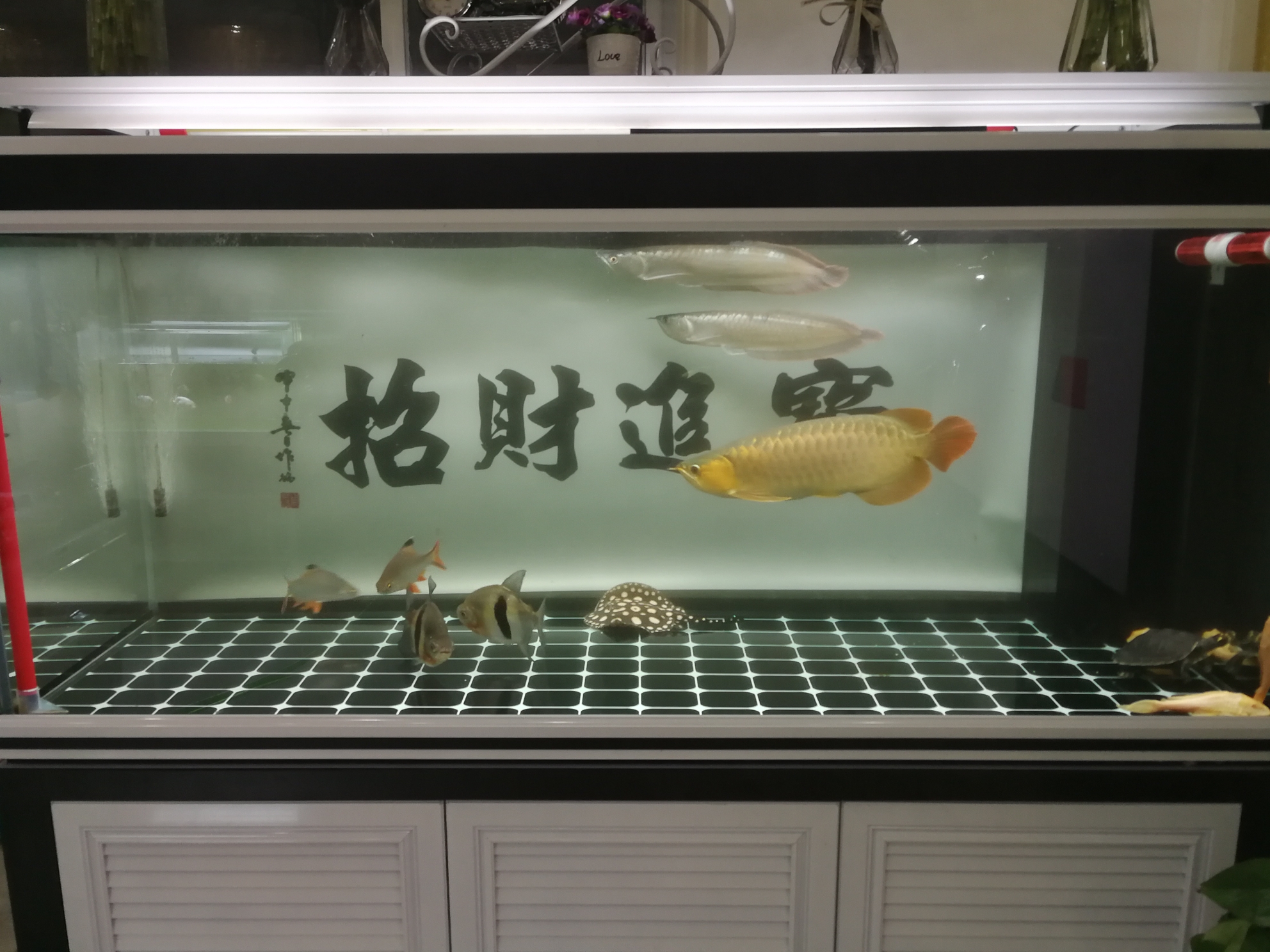 多了就不好了 星點(diǎn)金龍魚 第4張