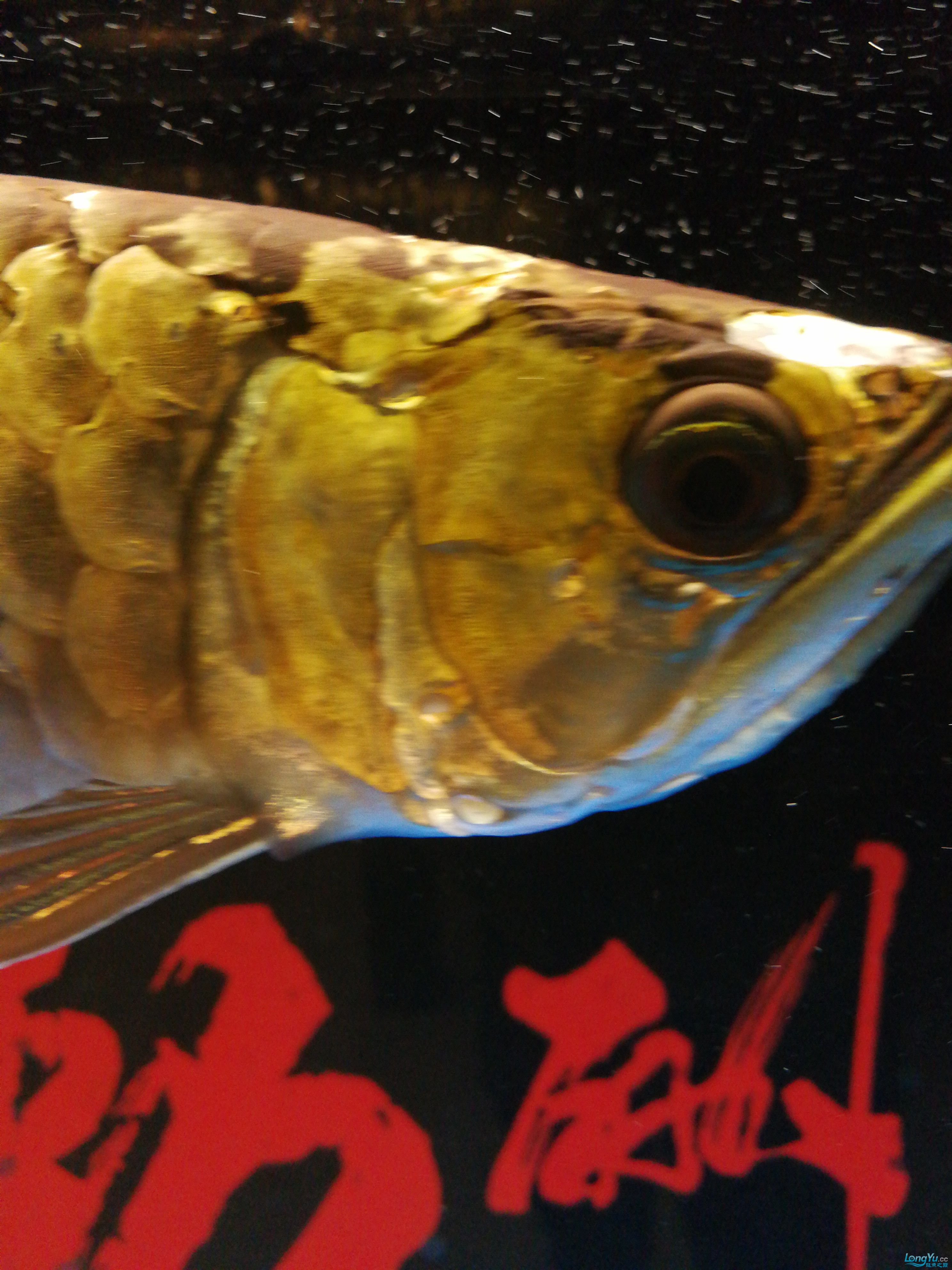 廣州魚缸批發(fā)市場(chǎng)求高人指點(diǎn)龍魚腮蓋有小洞 伊巴卡魚 第1張