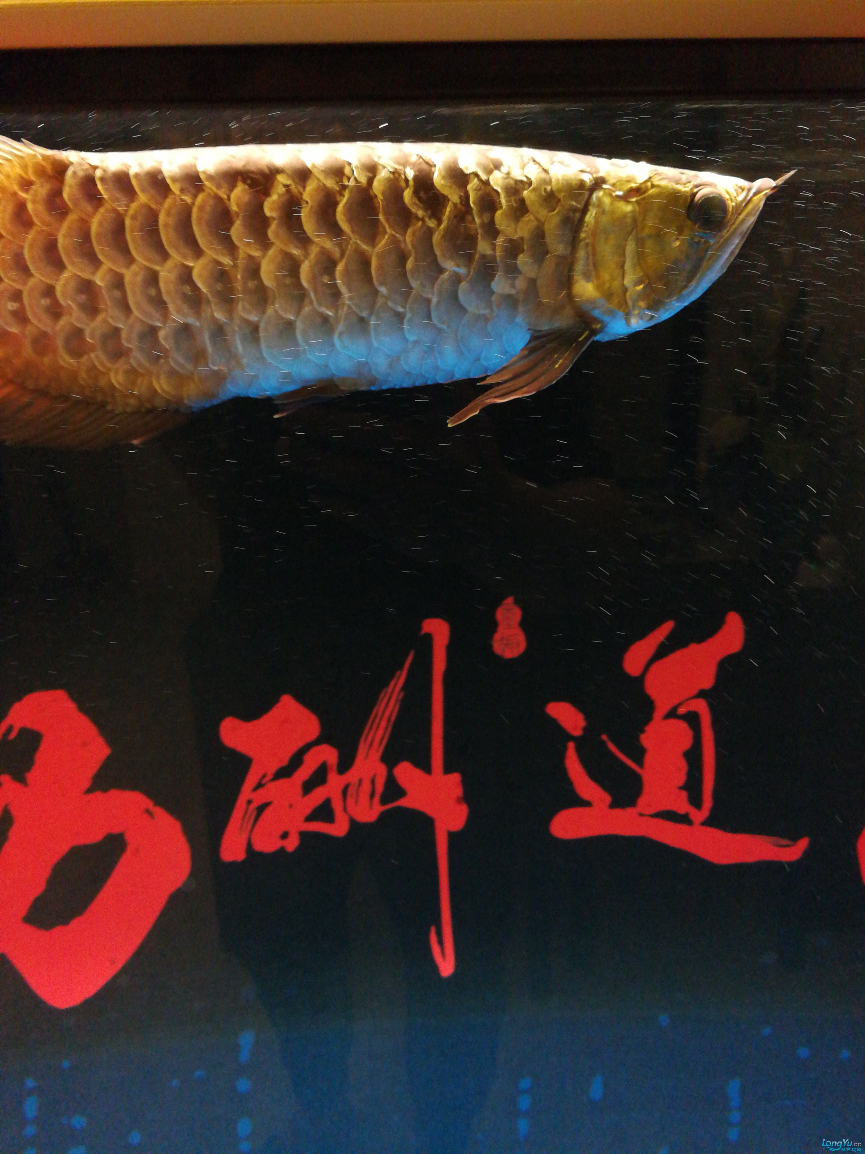 廣州魚缸批發(fā)市場求高人指點龍魚腮蓋有小洞