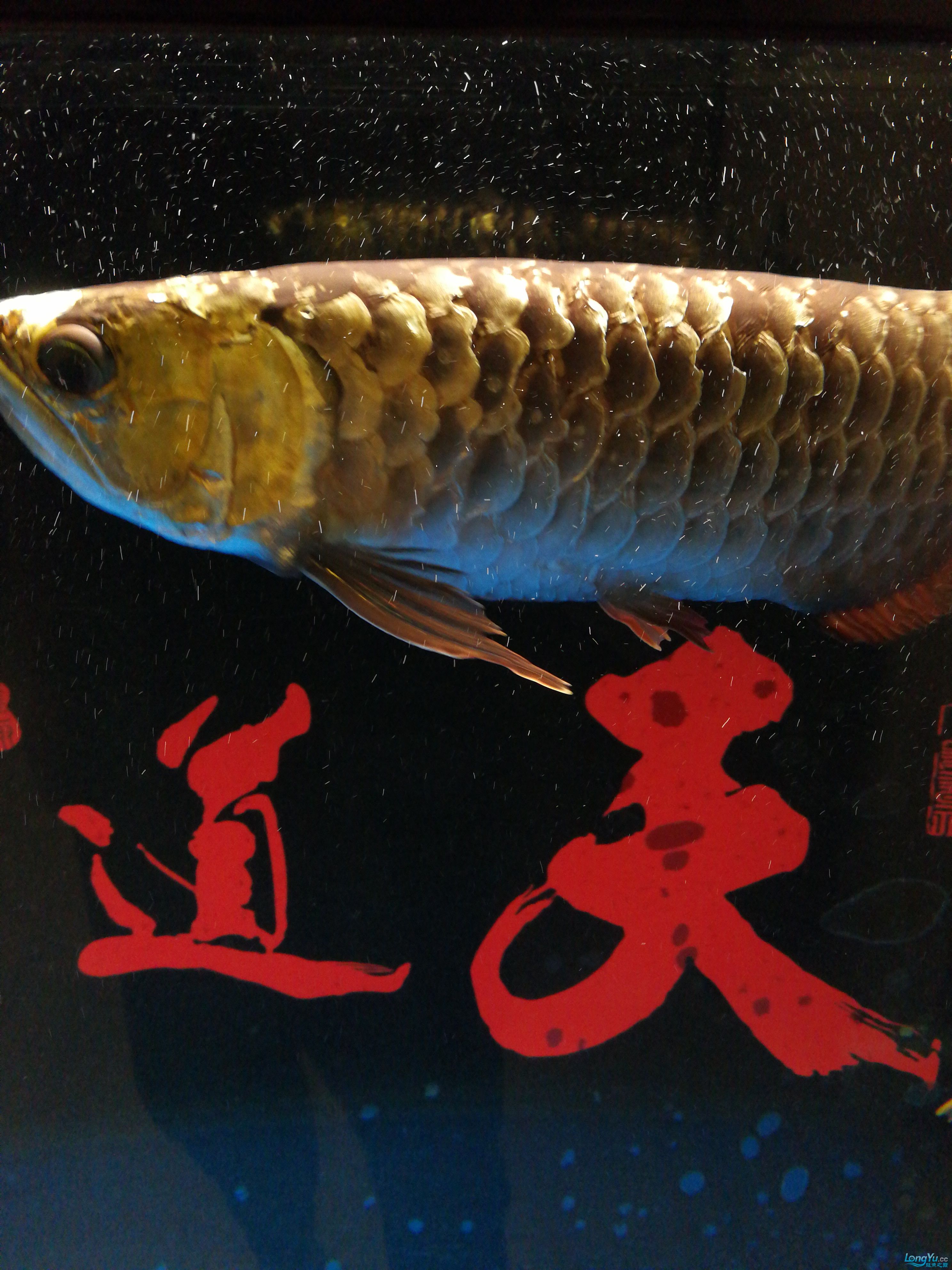 廣州魚缸批發(fā)市場(chǎng)求高人指點(diǎn)龍魚腮蓋有小洞 伊巴卡魚 第3張