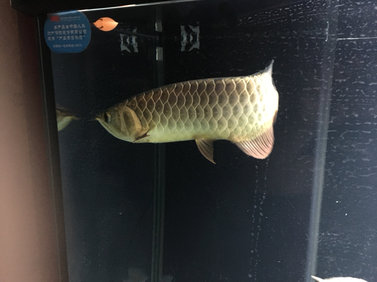 廣州水族館新入的金頭小過背大家看看品質(zhì)如何？ 除藻劑 第2張