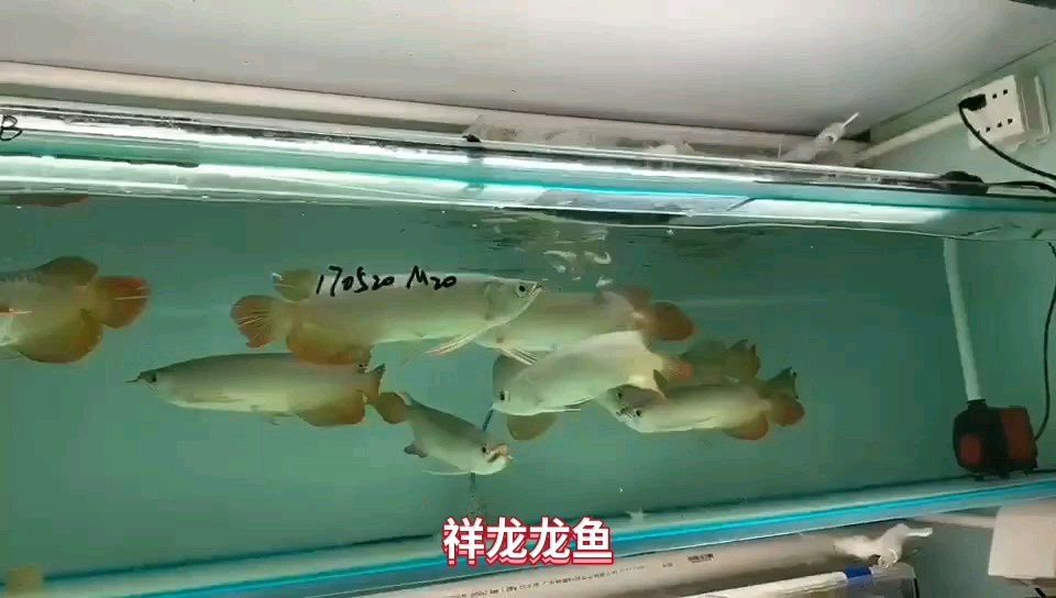 廣州水族館印尼小紅龍批發(fā)