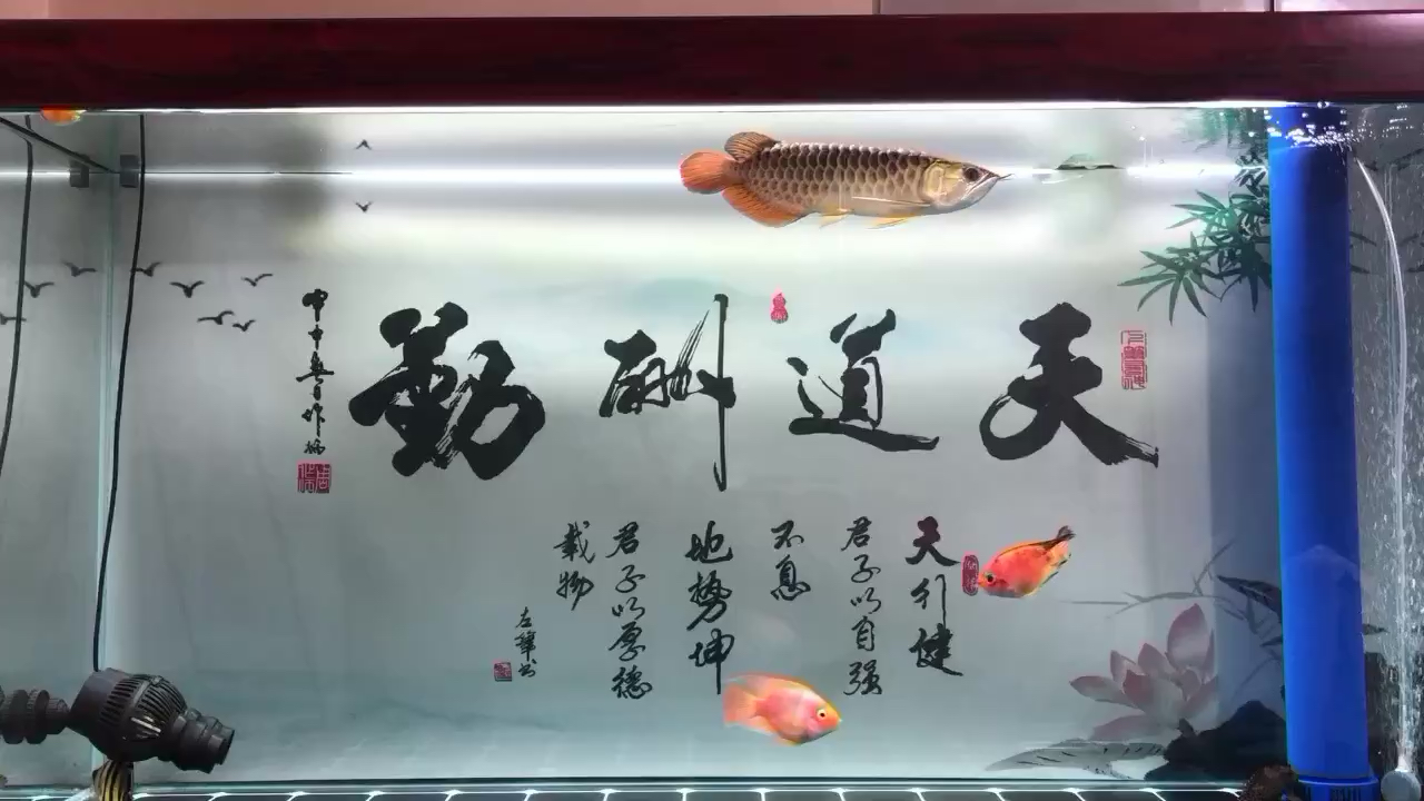 金龍狀態(tài)都挺好就是不吃食 祥龍藍(lán)珀金龍魚