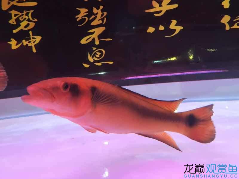 在我身邊那些有趣的魚(yú) 奈及利亞紅圓點(diǎn)狗頭 第4張