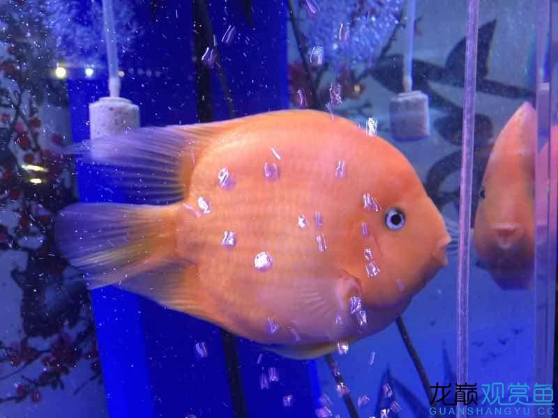 在我身邊那些有趣的魚(yú) 奈及利亞紅圓點(diǎn)狗頭 第9張