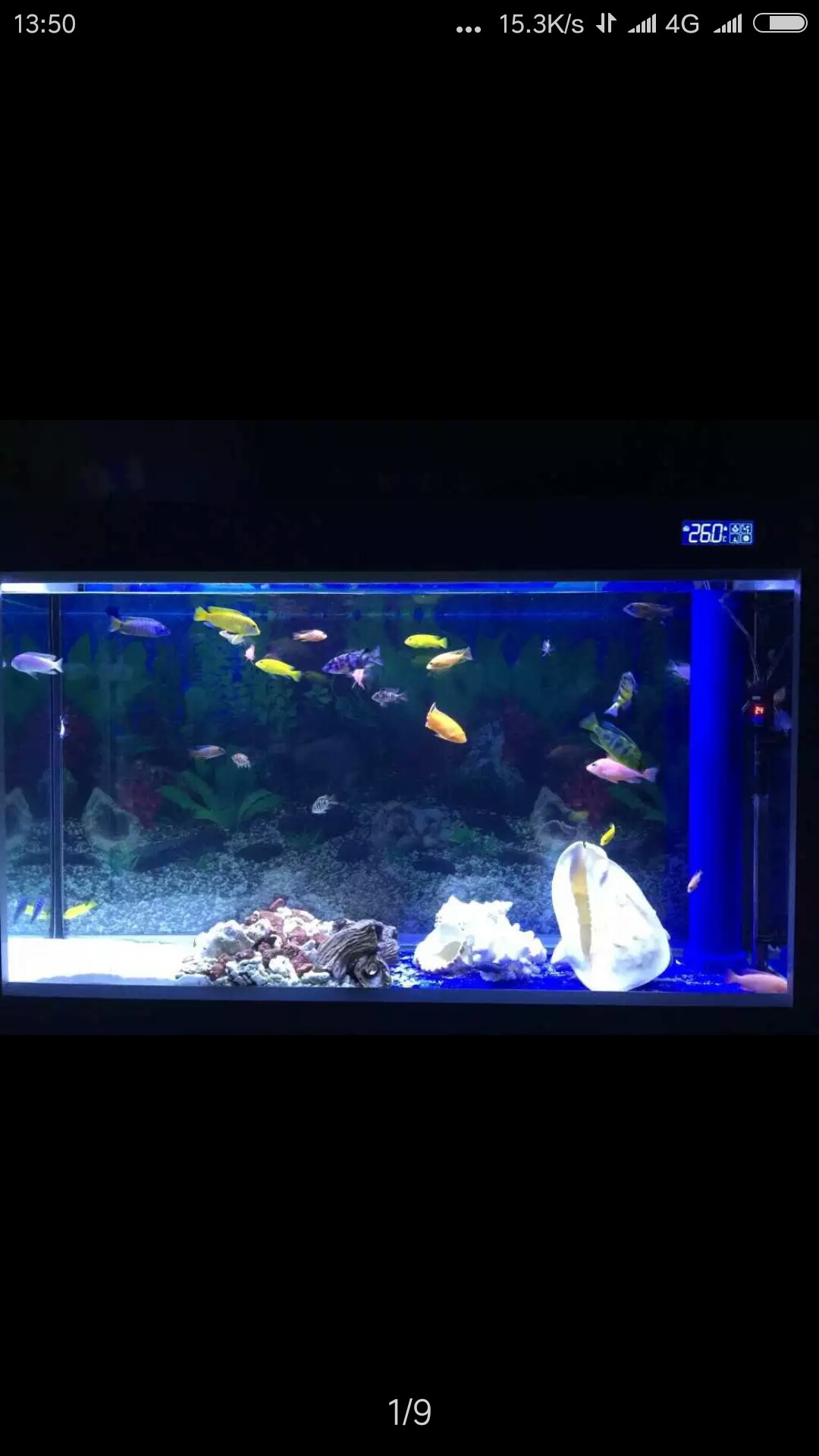 與四海水族泰國貿(mào)易邂逅+聊聊養(yǎng)魚 巴西亞魚苗 第2張