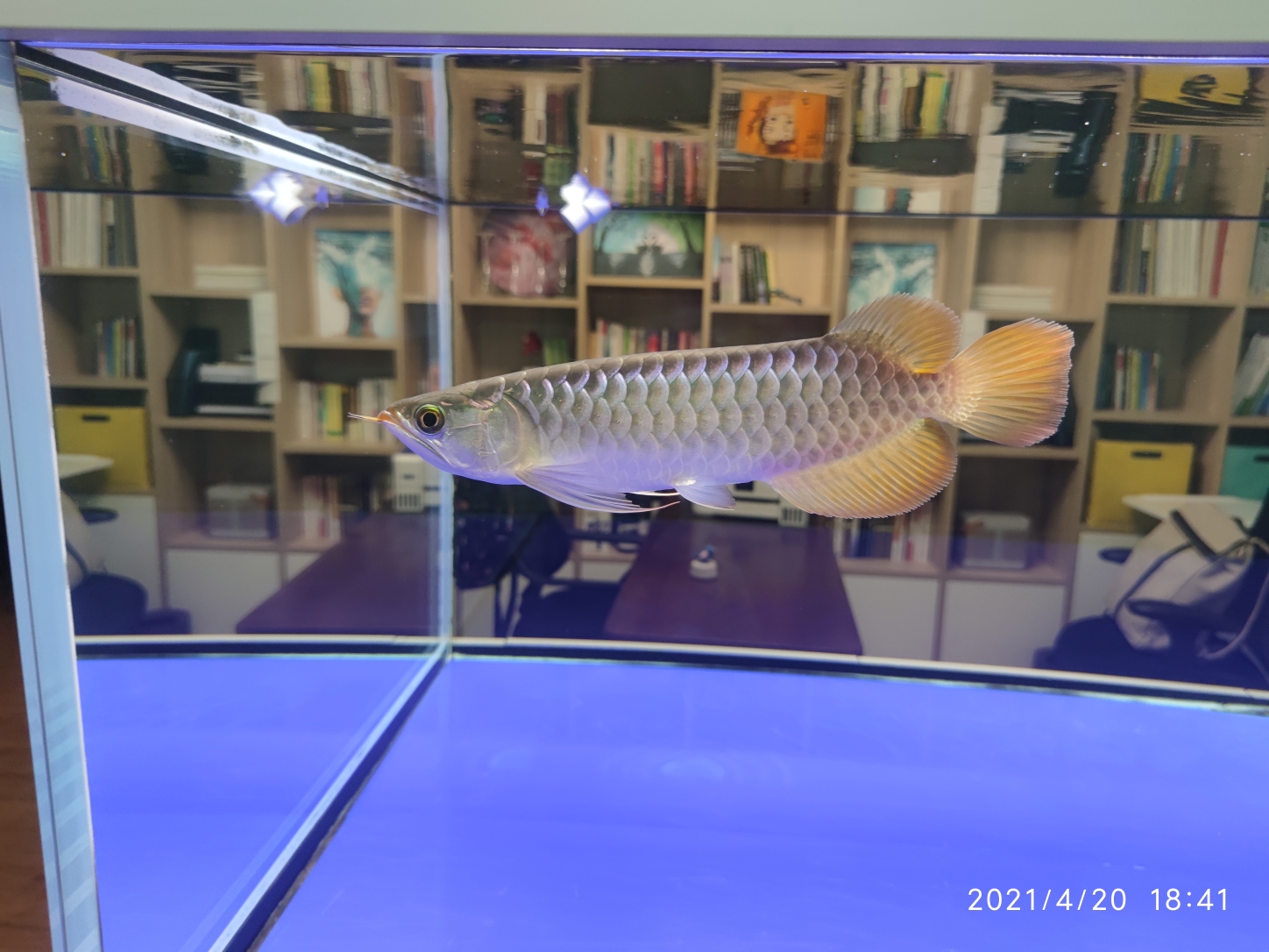 廣州水族批發(fā)市場到家90天記錄 觀賞魚水族批發(fā)市場 第6張