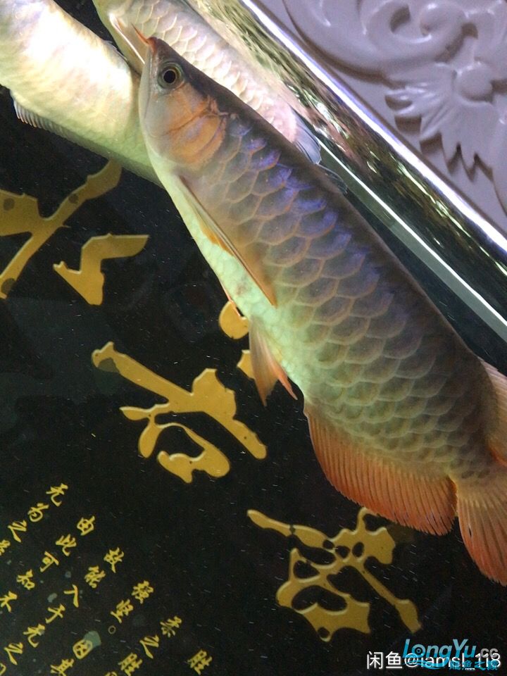 紅龍看看值多少錢 黃吉金龍（白子金龍魚） 第2張