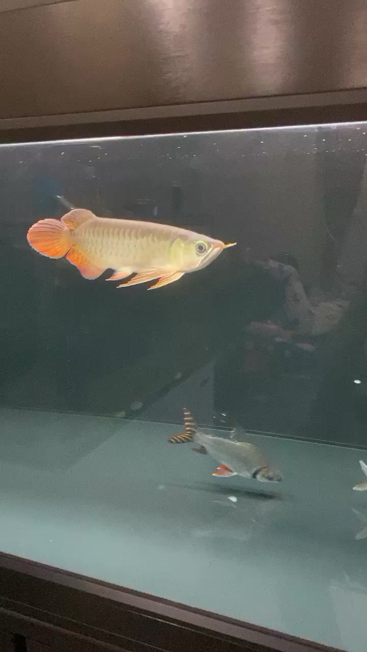 從零開始養(yǎng)龍魚 紅龍專用魚糧飼料 第1張