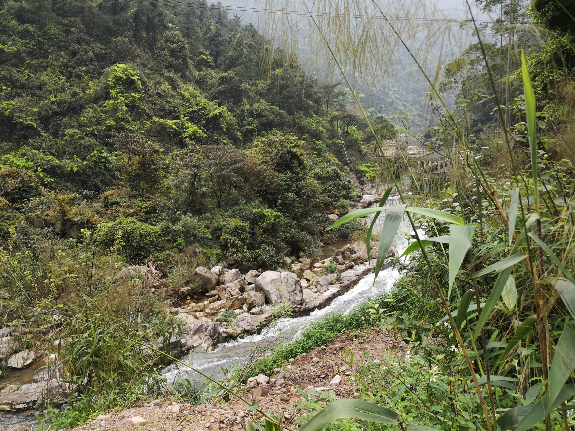 去山里撿石頭 泰龐海鰱魚 第2張