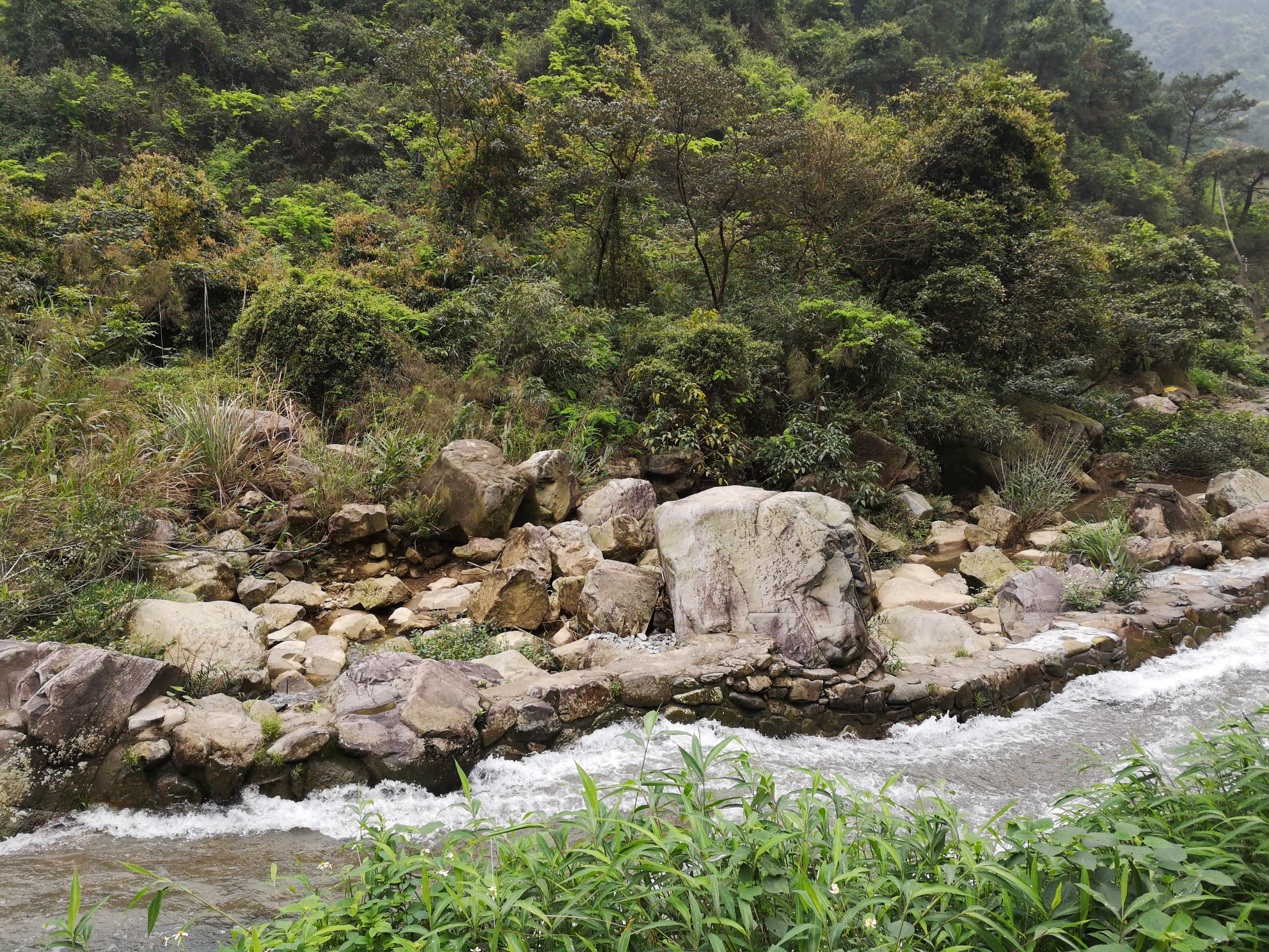 去山里撿石頭 泰龐海鰱魚 第3張