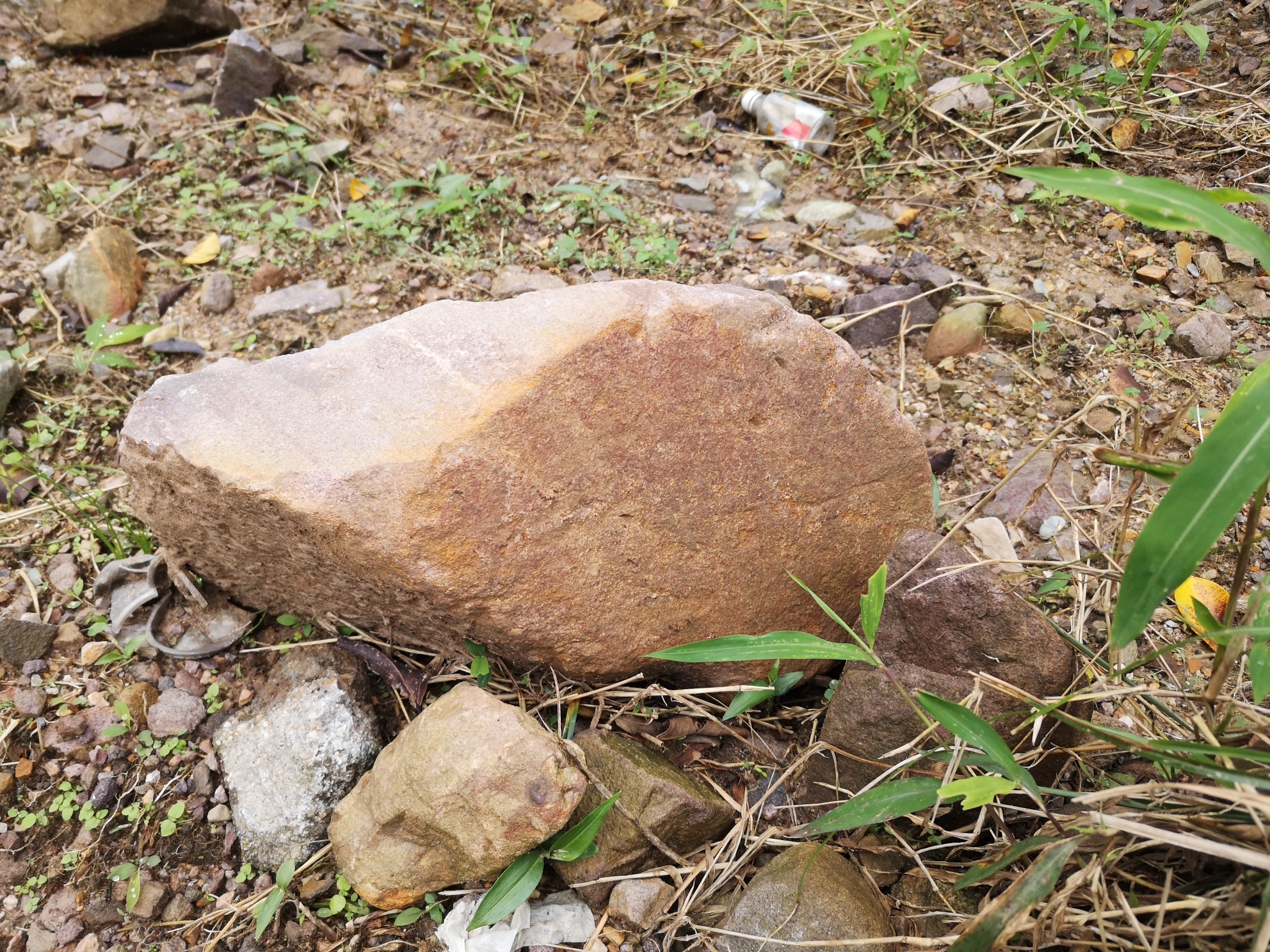 去山里撿石頭 泰龐海鰱魚 第5張