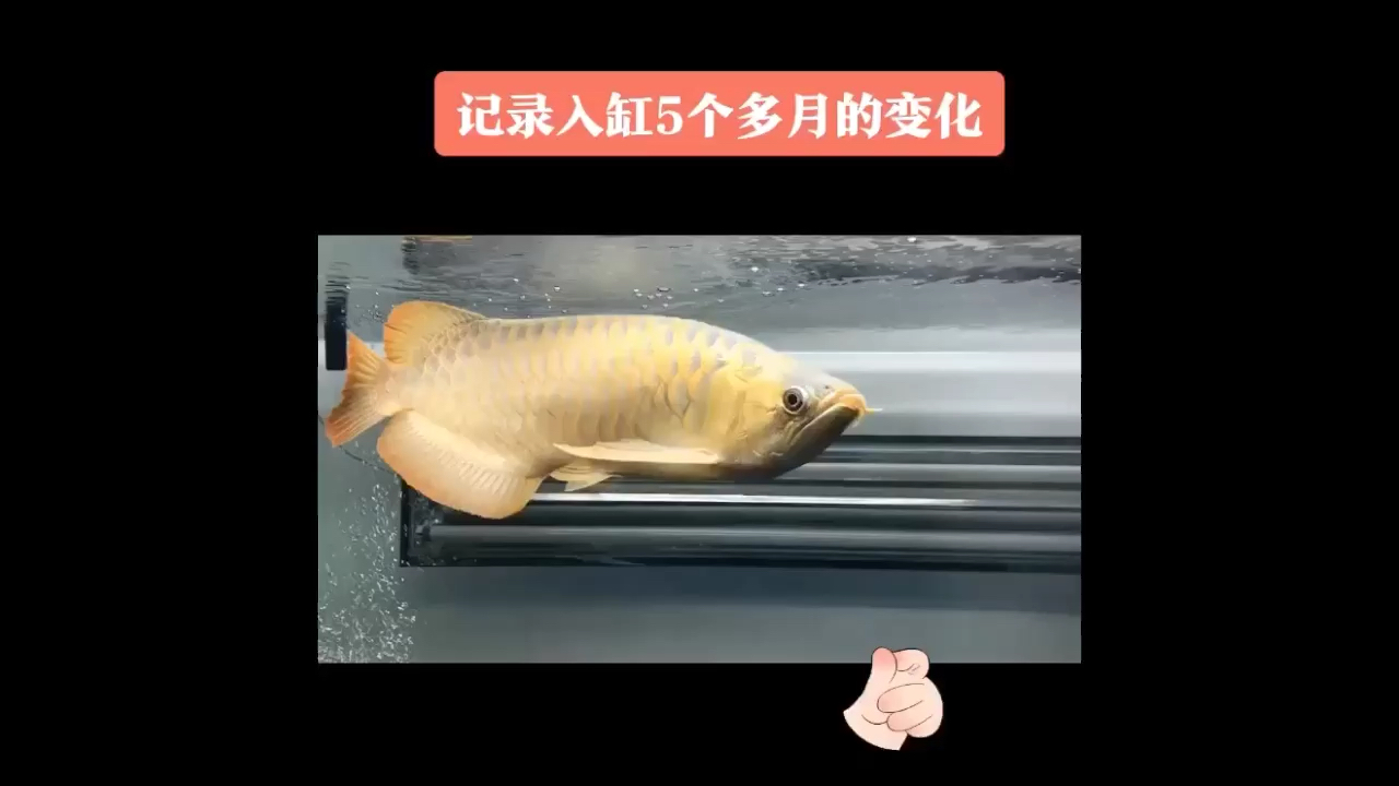 換缸5個多月