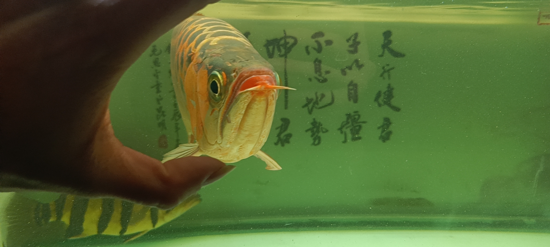 養(yǎng)魚就得多折騰不能看文章 生態(tài)瓶/創(chuàng)意缸/桌面微景缸 第4張