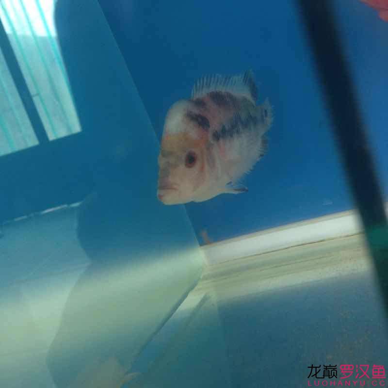 這魚(yú)怎么救