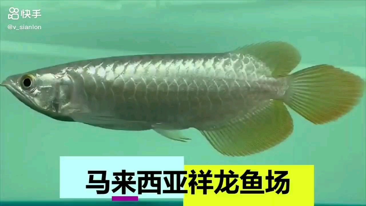 祥龍魚場觀賞魚