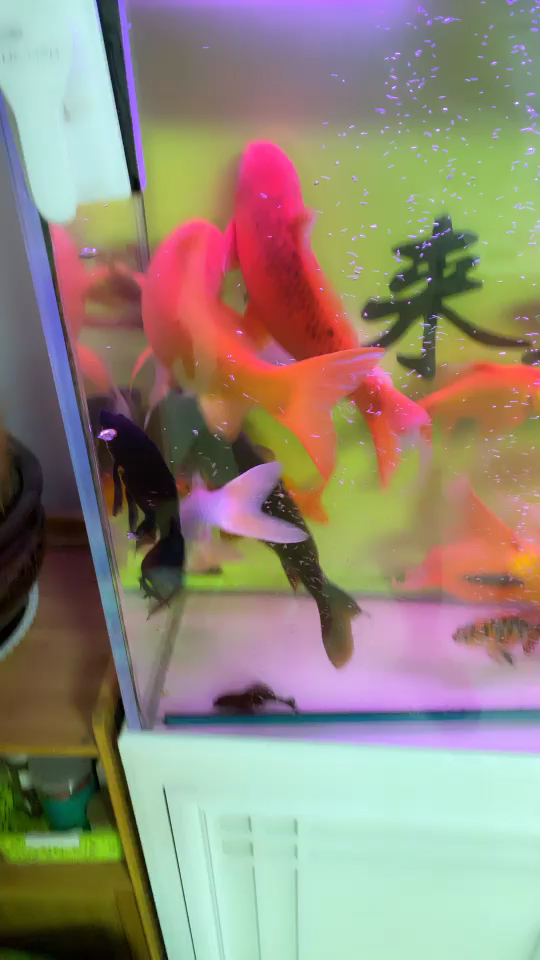 養(yǎng)魚小白求大神們多指點 祥龍金禾金龍魚 第1張