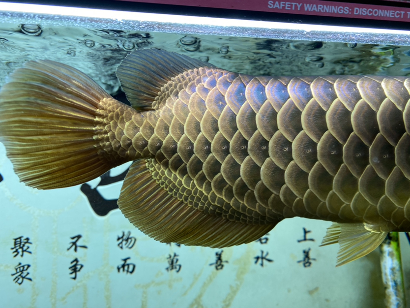 上個(gè)細(xì)節(jié)圖 BD魟魚 第4張