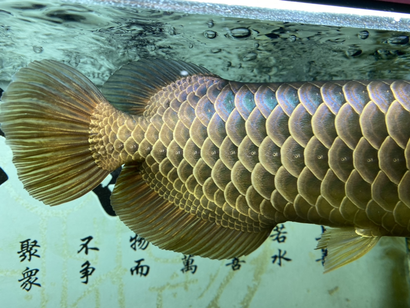 上個(gè)細(xì)節(jié)圖 BD魟魚 第6張