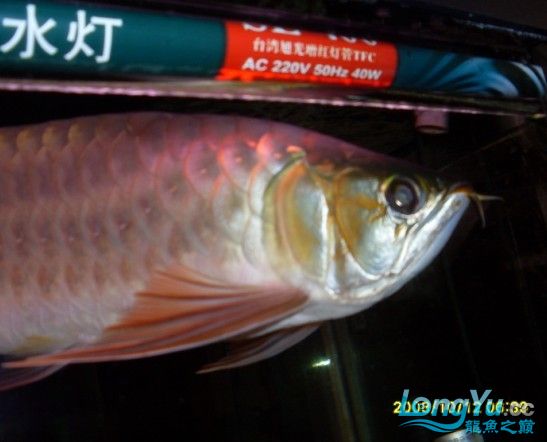 看看小弟的一年的小紅 泰國(guó)虎魚 第1張