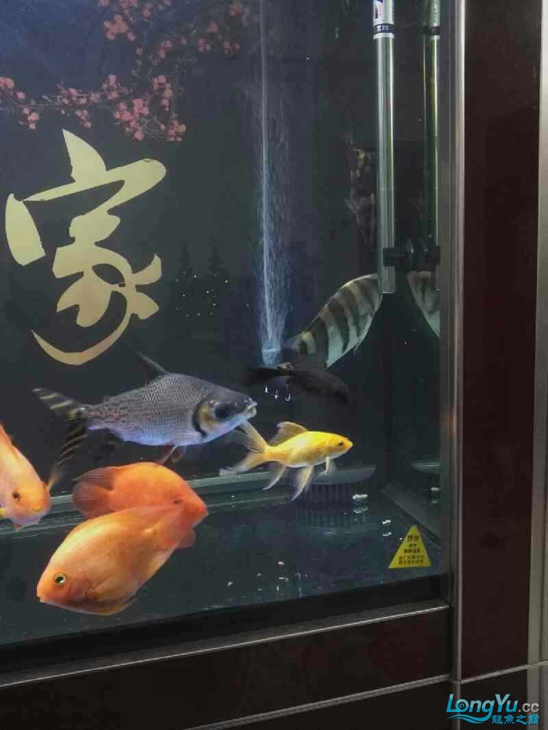 在1個(gè)個(gè)20條魚(yú)的朋友的家中有四個(gè)條紋的120英尺老虎