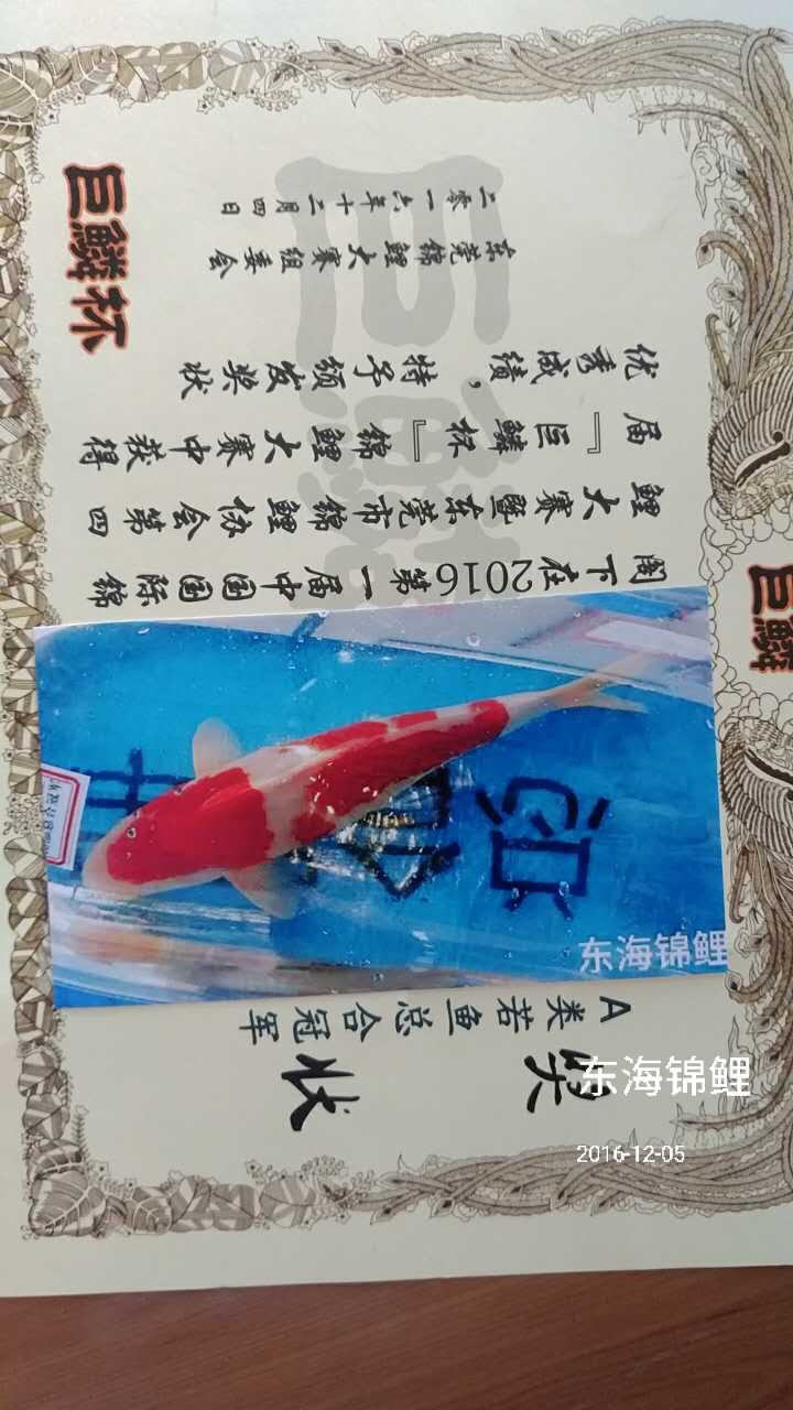 感謝魚友分享大家 白條過背金龍魚 第5張