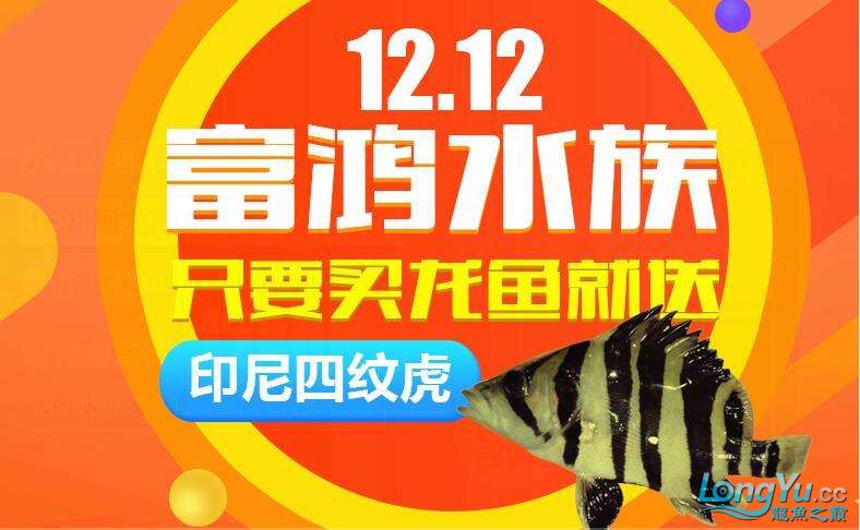 龍巔商城1212水族盛典省到賺到 圣菲埃及魚 第5張