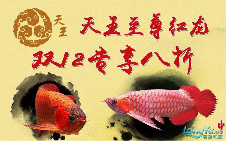 龍巔商城1212水族盛典省到賺到 圣菲埃及魚 第7張