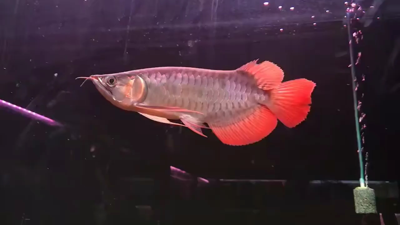 25厘米短的紅龍 魚糧魚藥