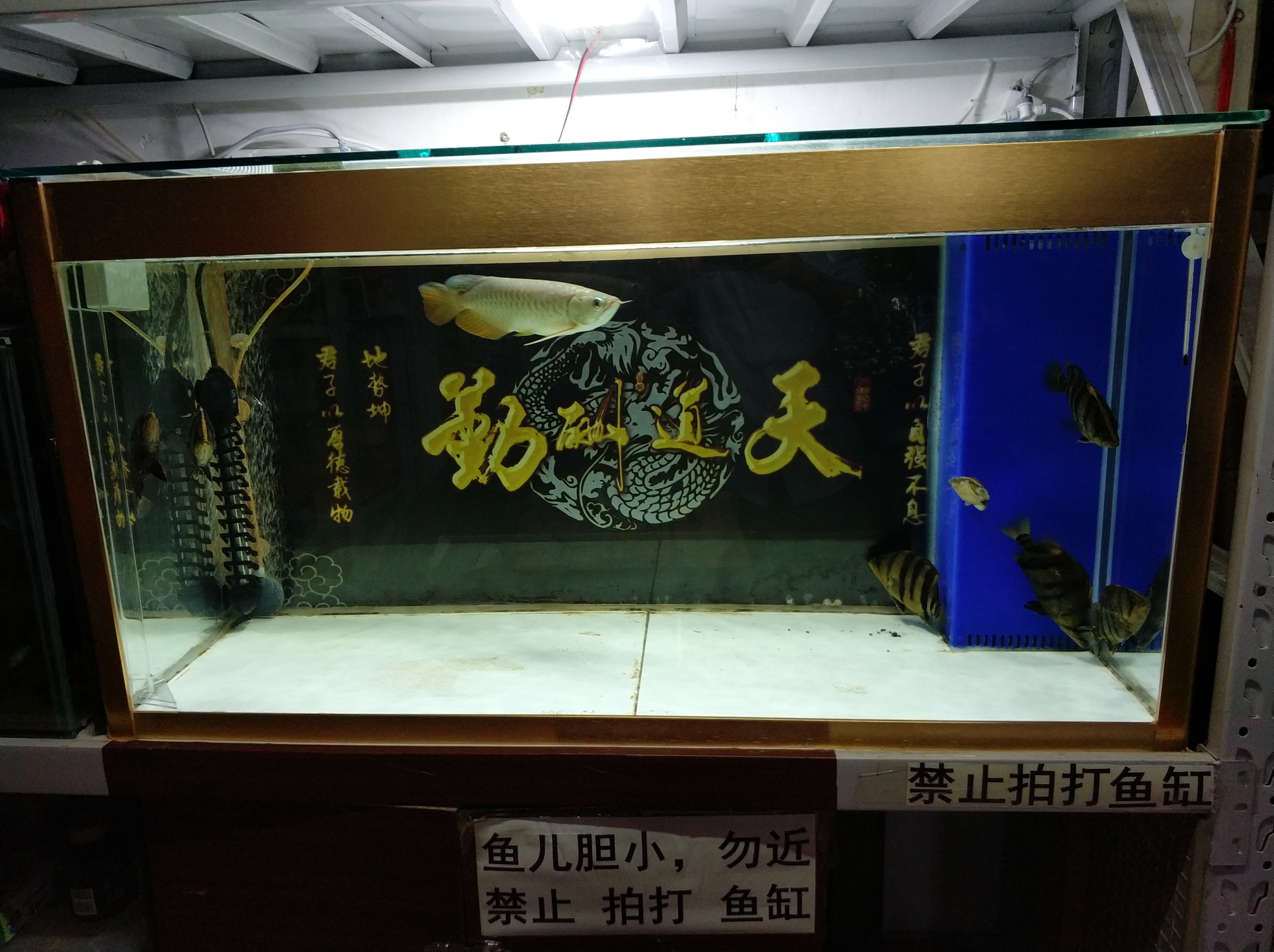 靠墻魚缸換背景真心費(fèi)勁 白子銀版魚 第2張