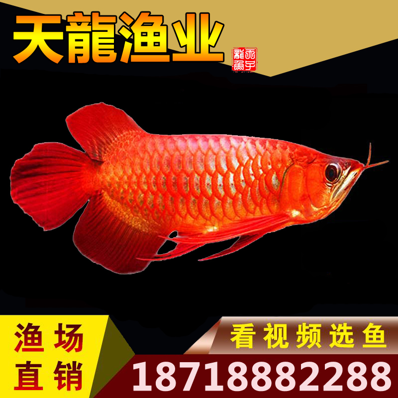 4A禮品送不停養(yǎng)好魚找4A