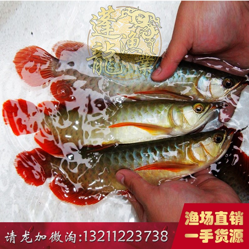 養(yǎng)魚你得有狀態(tài)