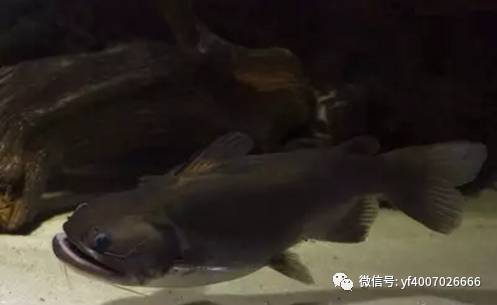 下午好老鐵家伙 金頭過背金龍魚 第7張