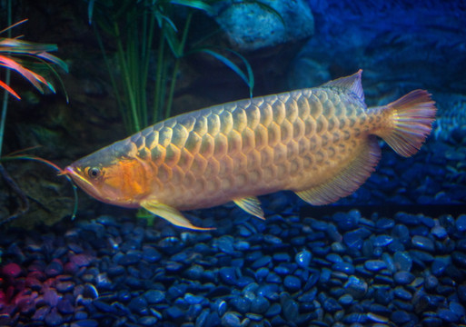 美洲非洲蝦虎慈鯛 祥龍傳奇品牌魚(yú)缸 第10張