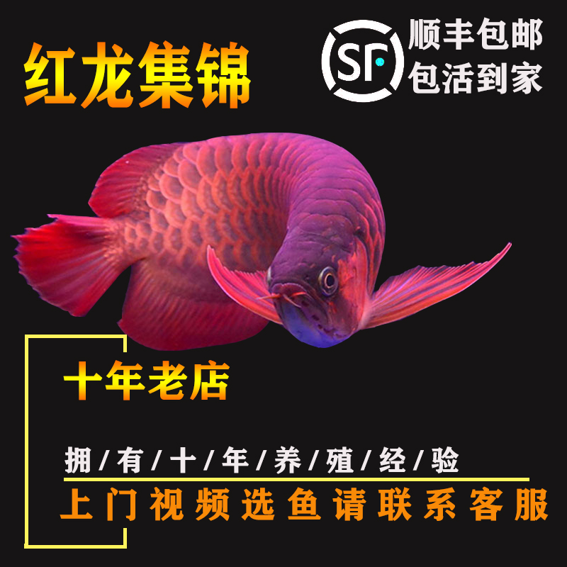 飼料魚 蝴蝶鯉魚苗 第6張