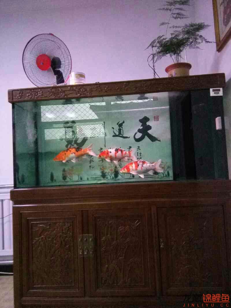 我的魚(yú)怎么老是撞缸