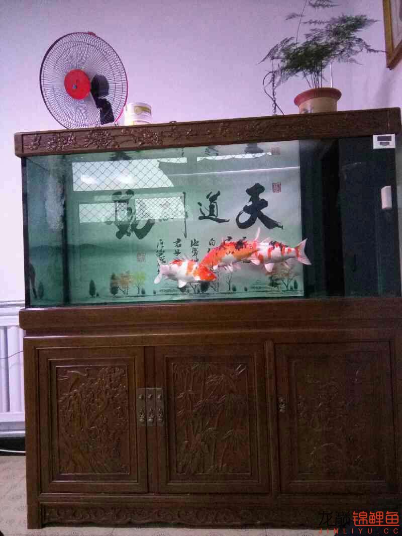 我的魚怎么老是撞缸 泰國虎魚 第4張