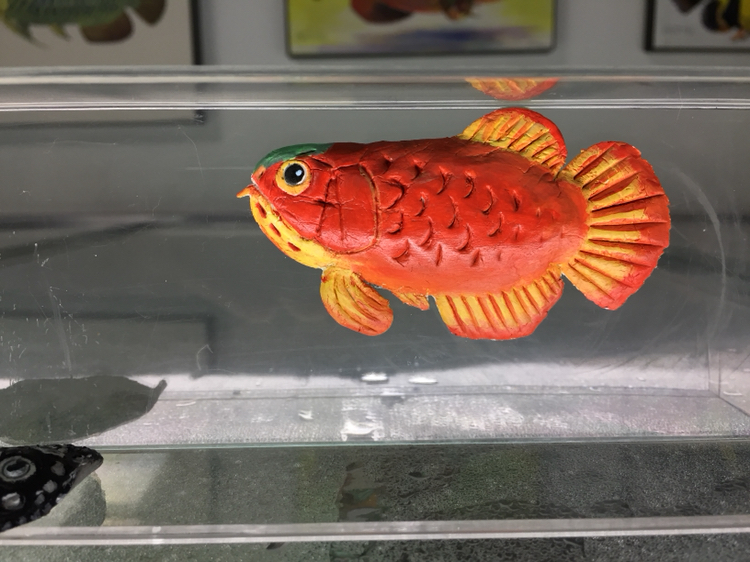 童趣 鸚鵡魚 第5張