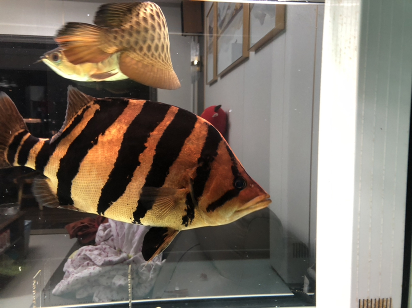 大虎43厘米向50厘米發(fā)展 白子銀版魚苗 第1張