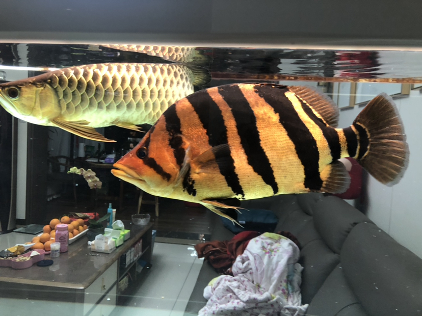 大虎43厘米向50厘米發(fā)展 白子銀版魚苗 第3張